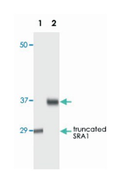 SRA1, Mouse, Clone: 7H1G1, Abnova 100 &mu;L | Buy Online | Abnova Corporation | Fisher Scientific