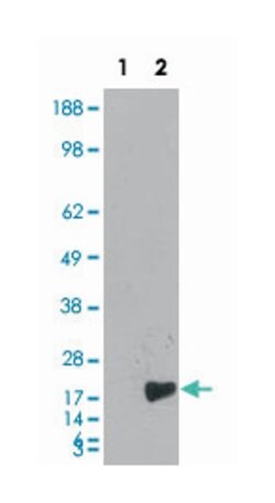 BIRC5, Mouse, Clone: 2H5H2, Abnova 100&mu;L; Unlabeled:Antibodies, Monoclonal