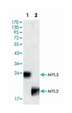MYL3, Mouse, Clone: 3F8, Abnova 100&mu;L; Unlabeled:Antibodies, Monoclonal