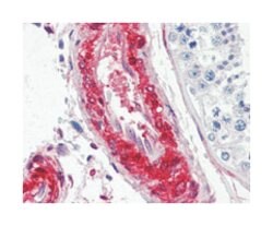 LPP, Mouse, Clone: 8B3A11, Abnova 100&mu;L; Unlabeled:Antibodies, Monoclonal