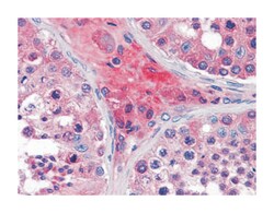 APOO, Mouse, Clone: 2F1, Abnova 100&mu;L; Unlabeled:Antibodies, Monoclonal