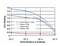 ABCG2, Mouse, Clone: 1H2, Abnova 100&mu;L; Unlabeled:Antibodies, Monoclonal