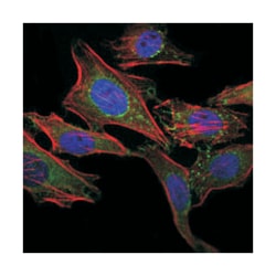 ABCG2, Mouse, Clone: 1H2, Abnova 100&mu;L; Unlabeled:Antibodies, Monoclonal