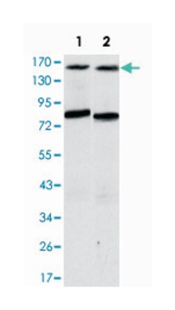 ANIB1, Mouse, Clone: 5H3, Abnova 100&mu;L; Unlabeled:Antibodies, Monoclonal