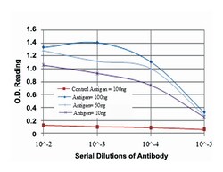 Mouse anti-AIFM1, Clone: 4E7, Abnova 100&mu;L:Antibodies, Monoclonal