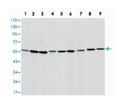 Mouse anti-AIFM1, Clone: 4E7, Abnova 100&mu;L:Antibodies, Monoclonal