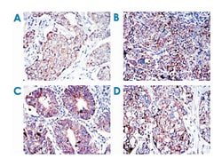 Mouse anti-AIFM1, Clone: 4E7, Abnova 100&mu;L:Antibodies, Monoclonal