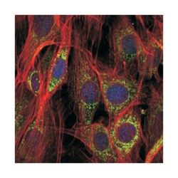 Mouse anti-AIFM1, Clone: 4E7, Abnova 100&mu;L:Antibodies, Monoclonal
