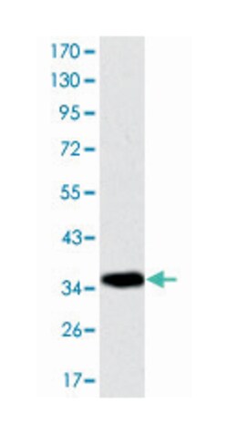 Mouse anti-AIFM1, Clone: 4E7, Abnova 100&mu;L:Antibodies, Monoclonal