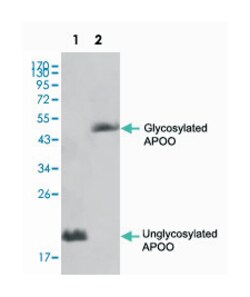 APOO, Mouse, Clone: 2F1, Abnova 100&mu;L; Unlabeled:Antibodies, Monoclonal