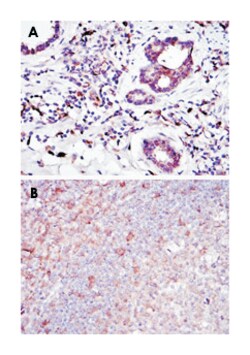 BID, Mouse, Clone: 3C5, Abnova 100&mu;L; Unlabeled:Antibodies, Monoclonal