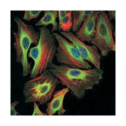 BID, Mouse, Clone: 3C5, Abnova 100&mu;L; Unlabeled:Antibodies, Monoclonal