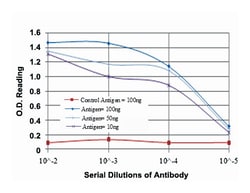 BLNK, Mouse, Clone: 5G9, Abnova 100&mu;L; Unlabeled:Antibodies, Monoclonal