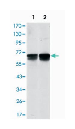 BLNK, Mouse, Clone: 5G9, Abnova 100&mu;L; Unlabeled:Antibodies, Monoclonal