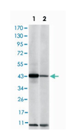 JUN, Mouse, Clone: 5B1, Abnova 100&mu;L; Unlabeled:Antibodies, Monoclonal