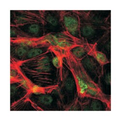 JUN, Mouse, Clone: 5B1, Abnova 100&mu;L; Unlabeled:Antibodies, Monoclonal