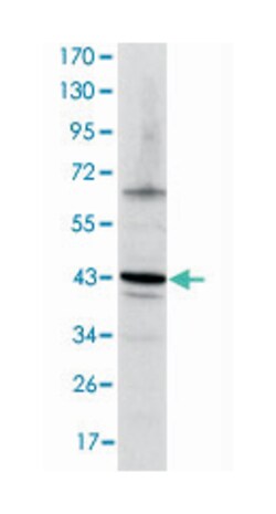 JUN, Mouse, Clone: 4H9, Abnova 100μL; Unlabeled:Antibodies, Monoclonal