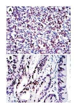 JUN, Mouse, Clone: 4H9, Abnova 100μL; Unlabeled:Antibodies, Monoclonal
