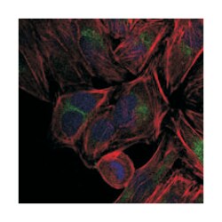 JUN, Mouse, Clone: 4H9, Abnova 100μL; Unlabeled:Antibodies, Monoclonal