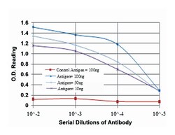 REL, Mouse, Clone: 1E7, Abnova 100&mu;L; Unlabeled:Antibodies, Monoclonal