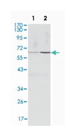 CCNB1, Mouse, Clone: 5G6, Abnova 100&mu;L; Unlabeled:Antibodies, Monoclonal