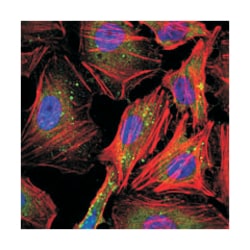 CCNB1, Mouse, Clone: 5G6, Abnova 100&mu;L; Unlabeled:Antibodies, Monoclonal