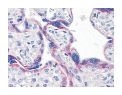 CDH2, Mouse, Clone: 5D5, Abnova 100&mu;L; Unlabeled:Antibodies, Monoclonal