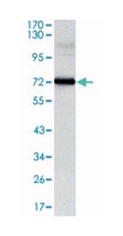 CLOCK, Mouse, Clone: 8F7, Abnova 100&mu;L; Unlabeled:Antibodies, Monoclonal