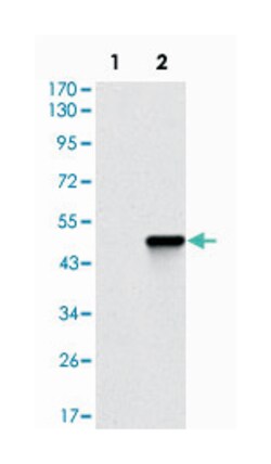 COTL1, Mouse, Clone: 5C8, Abnova 100&mu;L; Unlabeled:Antibodies, Monoclonal