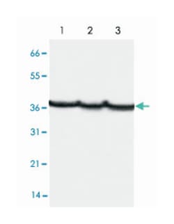GAPDH, Mouse, Monoclonal Antibody, Abnova 100&mu;g; Unlabeled:Antibodies,