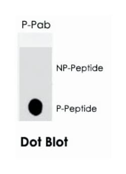 TP53 (phospho T18), Rabbit anti-Human, Mouse, Polyclonal Antibody, Abnova