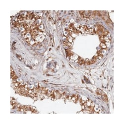 C7orf41, Rabbit, Polyclonal Antibody, Abnova 100&mu;L; Unlabeled:Antibodies,
