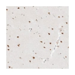 NHSL1, Rabbit, Polyclonal Antibody, Abnova 100 &mu;L | Buy Online | Abnova Corporation | Fisher Scientific