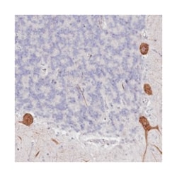 NAP5, Rabbit, Polyclonal Antibody, Abnova 100&mu;L; Unlabeled:Antibodies,