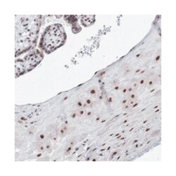 SF3B14 Rabbit anti-Human, Polyclonal Antibody, Abnova 100&mu;L; Unlabeled:Antibodies,