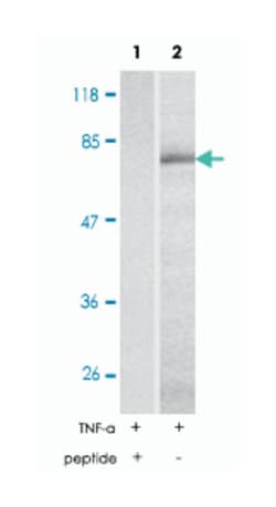 HSF1 (phospho S307), Rabbit anti-Human, Polyclonal Antibody, Abnova 100 &mu;g | Buy Online | Abnova Corporation | Fisher Scientific