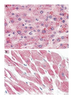 GPR15 Rabbit anti-Human, Polyclonal Antibody, Abnova 50 &mu;g | Buy Online | Abnova Corporation | Fisher Scientific