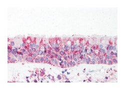 TRPV4 Rabbit anti-Human, Polyclonal Antibody, Abnova 50&mu;g; Unlabeled:Antibodies,
