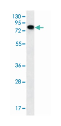 NEK3, Rabbit, Polyclonal Antibody, Abnova 400&mu;L; Unlabeled:Antibodies,
