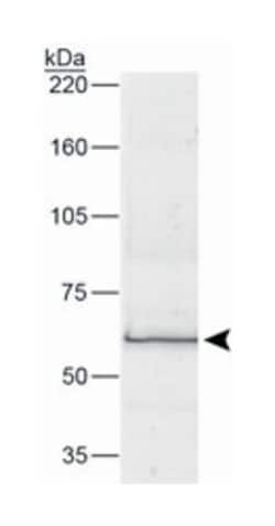 BEST1, Mouse, Clone: E6-6, Abnova 100&mu;L; Unlabeled:Antibodies, Monoclonal