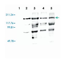 Vitellogenin (VTG), Rabbit, Polyclonal Antibody, Abnova 200&mu;L; Unlabeled:Antibodies