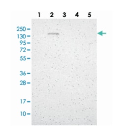 GLG1, Rabbit, Polyclonal Antibody, Abnova 100&mu;L; Unlabeled:Antibodies,