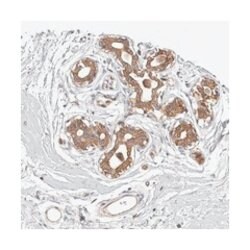 OTUD3 Rabbit anti-Human, Polyclonal Antibody, Abnova 100 &mu;L | Buy Online | Abnova Corporation | Fisher Scientific