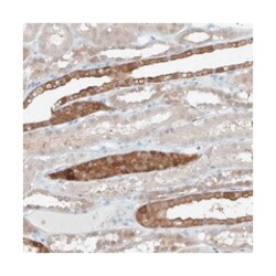 UFL1 Rabbit anti-Human, Polyclonal Antibody, Abnova 100&mu;L; Unlabeled:Antibodies,