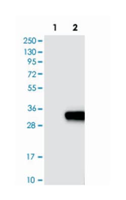 OTUB2, Rabbit, Polyclonal Antibody, Abnova 100 &mu;L | Buy Online | Abnova Corporation | Fisher Scientific
