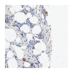 EMILIN1, Rabbit, Polyclonal Antibody, Abnova 100&mu;L; Unlabeled:Antibodies,