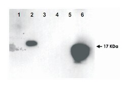 HMGN1, Rabbit, Polyclonal Antibody, Abnova 100 &mu;g | Buy Online | Abnova Corporation | Fisher Scientific