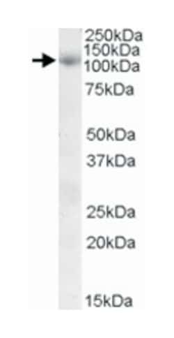 SNX19, Goat, Polyclonal Antibody, Abnova 100&mu;g; Unlabeled:Antibodies,