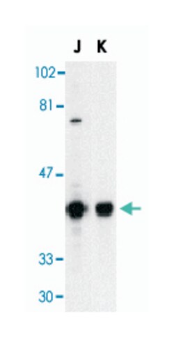 DFFB Rabbit anti-Human, Polyclonal Antibody, Abnova 100&mu;g; Unlabeled:Antibodies,