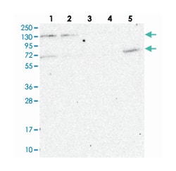 MATR3 Rabbit anti-Human, Polyclonal Antibody, Abnova 100 &mu;L | Buy Online | Abnova Corporation | Fisher Scientific